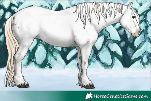Horse Color:Chocolate Palomino Tobiano Appaloosa 