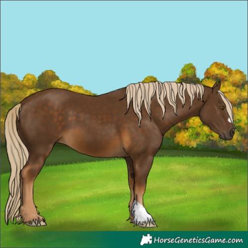 Horse Color:Chocolate Palomino 