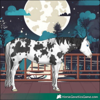 Horse Color:White Spotted Black Splash
