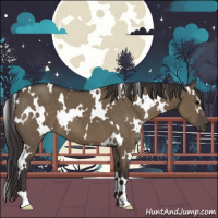 Horse Color:White Spotted Smoky Grullo 
