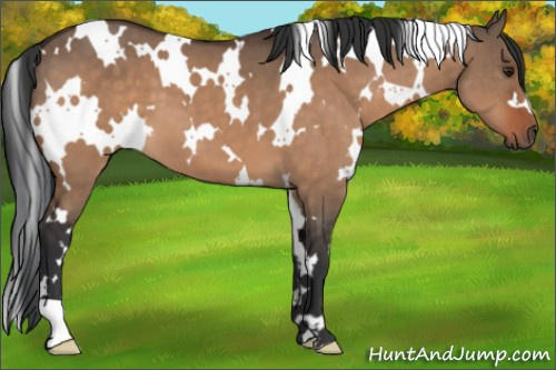 Horse Color:White Spotted Brown Dun 