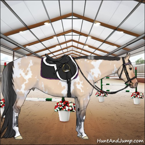 Horse Color:White Spotted Bay Dun 