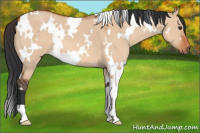 Horse Color:White Spotted Bay Dun 