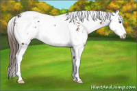 Horse Color:Liver Chestnut Sabino Splash 