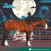 Horse Color:Bay Sabino 