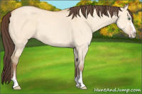 Horse Color:Amber Champagne Dun Sabino Rabicano 