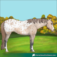 Horse Color:Bay Dun Sabino Appaloosa 