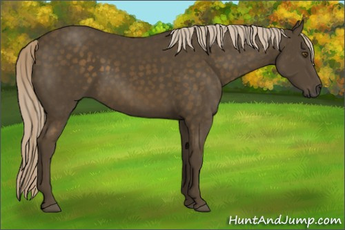 Horse Color:Chocolate Palomino 