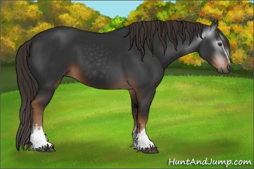 Horse Color:Gray White Spotted Liver Chestnut 