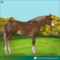 Horse Color:Chocolate Palomino 