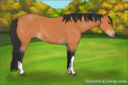 Horse Color:Bay 