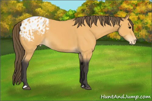 Horse Color:Buckskin Appaloosa 