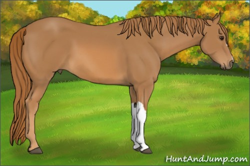 Horse Color:Chestnut 