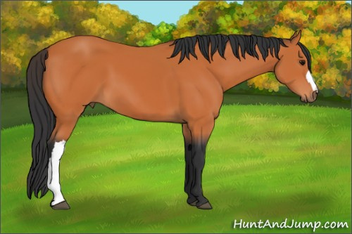 Horse Color:Bay 