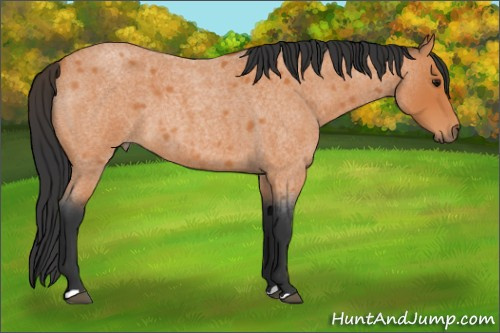 Horse Color:Bay Roan 