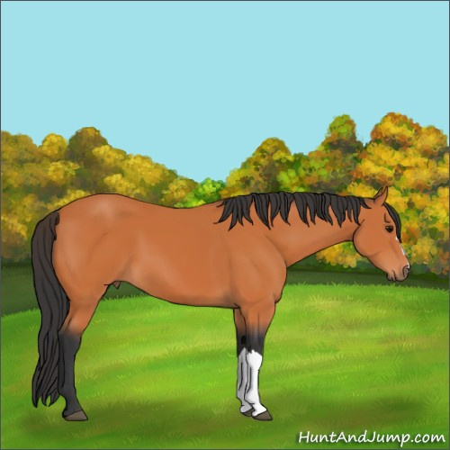 Horse Color:Bay 