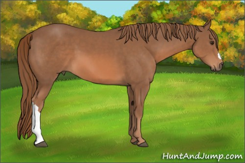 Horse Color:Chestnut 