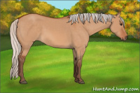 Horse Color:Silver Bay Dun