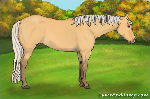 Horse Color:Silver Buckskin Dun 