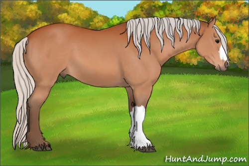 Horse Color:Silver Bay 