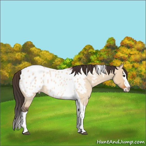 Horse Color:Bay Roan Dun Splash Tobiano Appaloosa 