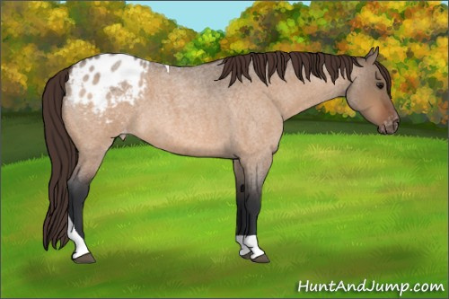 Horse Color:Bay Roan Dun Tobiano Appaloosa 