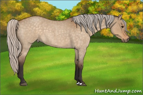 Horse Color:Silver Buckskin Roan Dun 