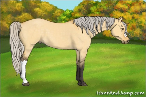 Horse Color:Silver Buckskin Dun 