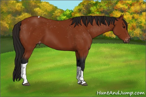 Horse Color:Gray Bay Tobiano Appaloosa 