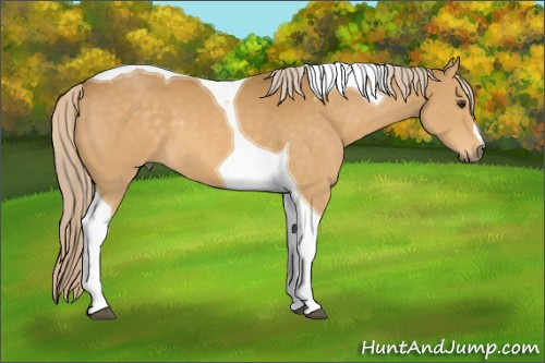 Horse Color:Palomino Tobiano 