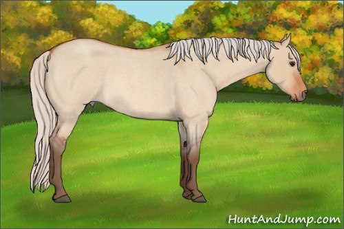 Horse Color:Silver Bay Roan Dun 