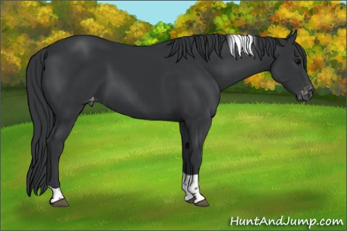 Horse Color:Black Tobiano Appaloosa 