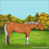 Horse Color:Silver Buckskin Rabicano