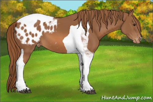 Horse Color:Chestnut Tobiano Appaloosa 