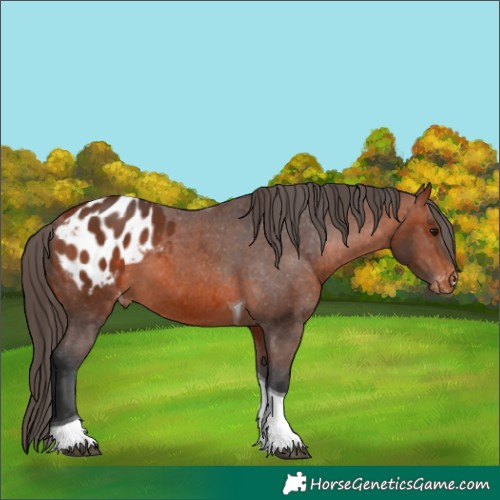 Horse Color:Bay Tobiano Appaloosa 