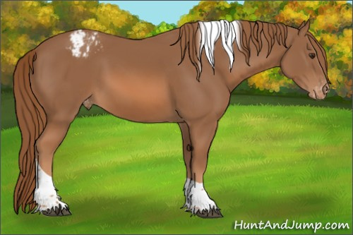 Horse Color:Chestnut Tobiano Appaloosa 