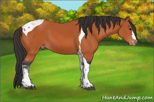 Horse Color:Bay Tobiano Appaloosa 
