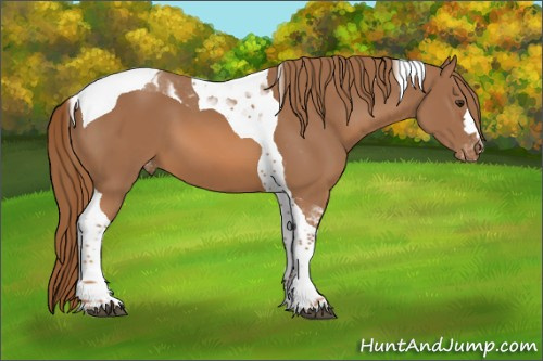 Horse Color:Chestnut Tobiano Appaloosa 