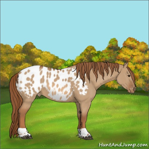 Horse Color:Red Dun Tobiano Appaloosa 