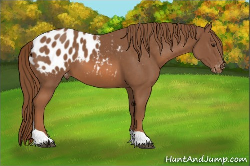 Horse Color:Chestnut Tobiano Appaloosa 