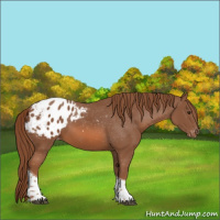 Horse Color:Chestnut Tobiano Appaloosa 