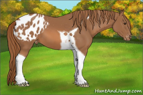 Horse Color:Chestnut Tobiano Appaloosa 
