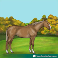 Horse Color:Chocolate Palomino Dun