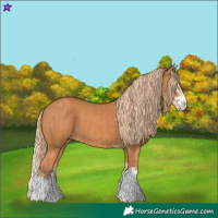 Horse Color:Chestnut  and Chestnut Splash 