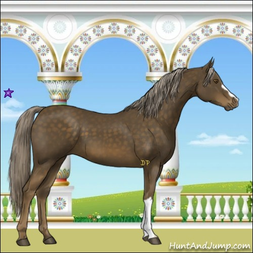 Horse Color:Chocolate Palomino 