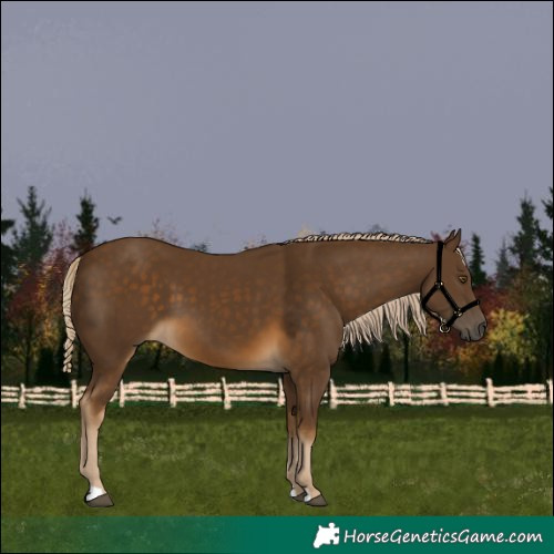 Horse Color:Chocolate Palomino 