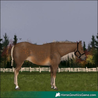 Horse Color:Chocolate Palomino 