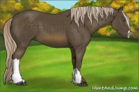 Horse Color:Chocolate Palomino 