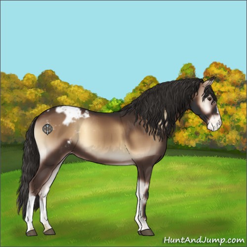 Horse Color:Liver Red Onyx Appaloosa 