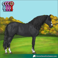 Horse Color:Black 